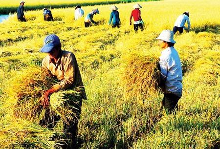 Vietnam di pertanian daerah terdapat Vietnam